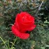 ahreesha0121